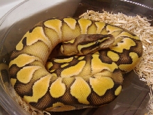 butter pastel4