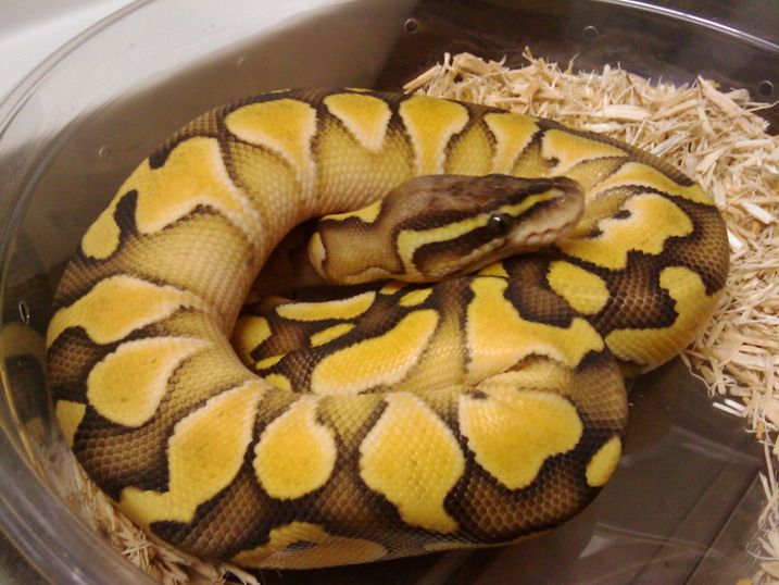 butter pastel4
