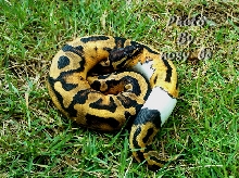 Fake Panda Pied