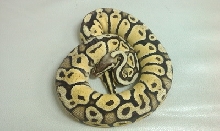 Pastel *....1