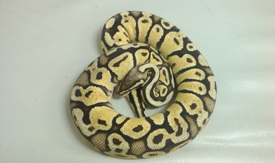 Pastel *....1