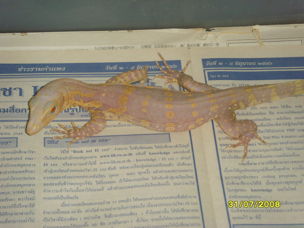 albino