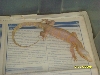 albino1