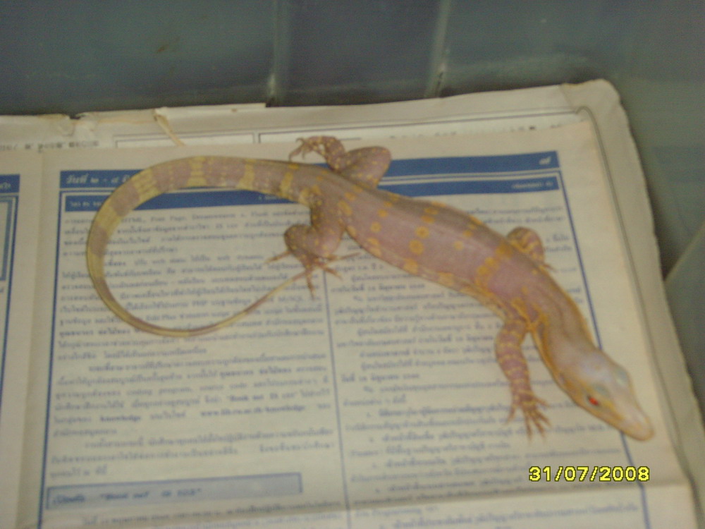 albino1