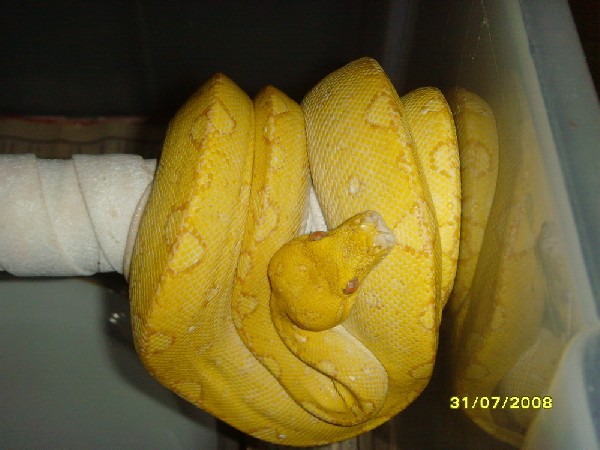 kingsnake.com photo gallery > Green Tree Pythons > albino gtp male