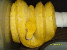 albino gtp male1