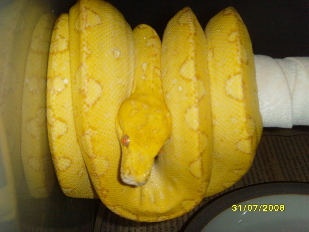 albino gtp male1