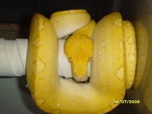 albino gtp male2