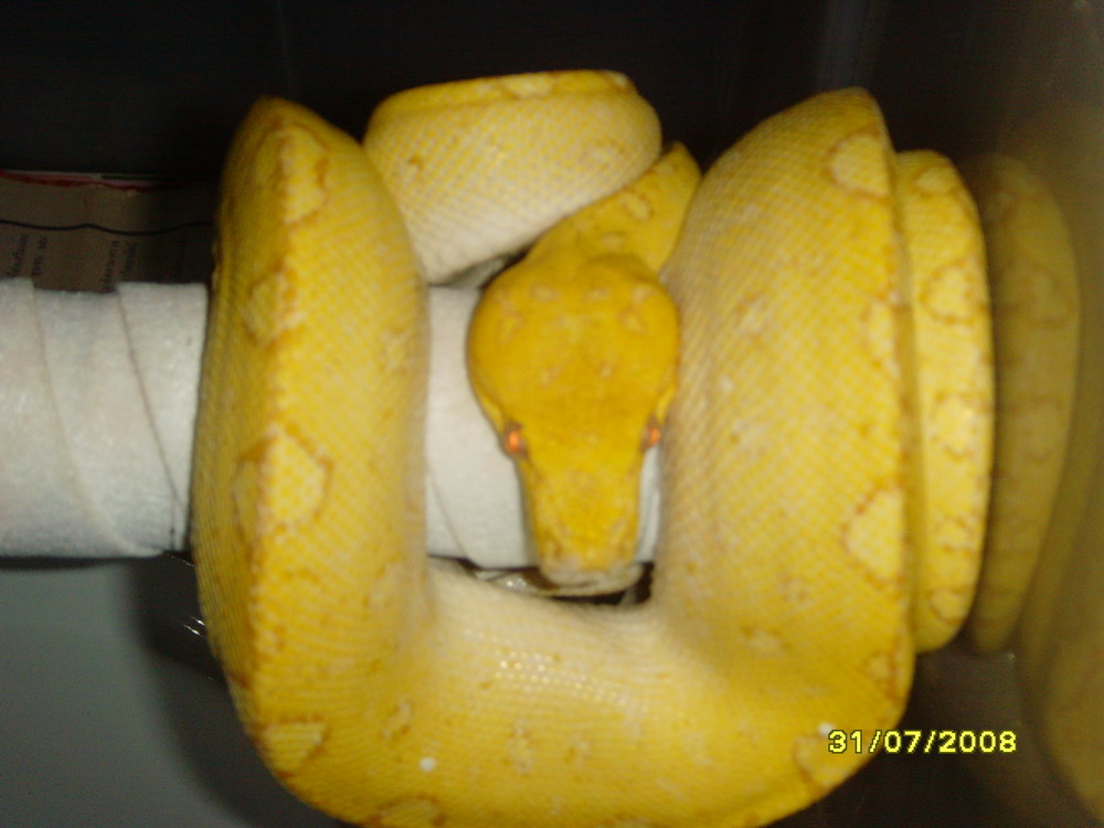 albino gtp male2