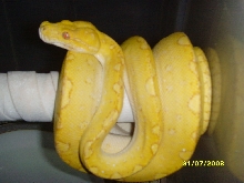 albino gtp male3