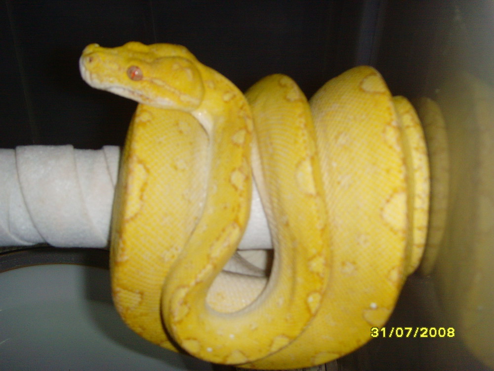 albino gtp male3