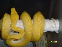 albino gtp male4