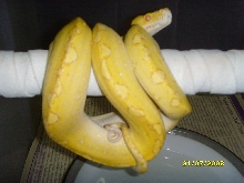 albino gtp male5