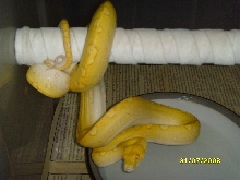 albino gtp male6
