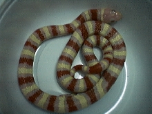 my male albino ruthveni