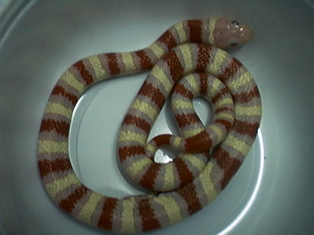 my male albino ruthveni