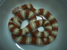my female albino ruthveni