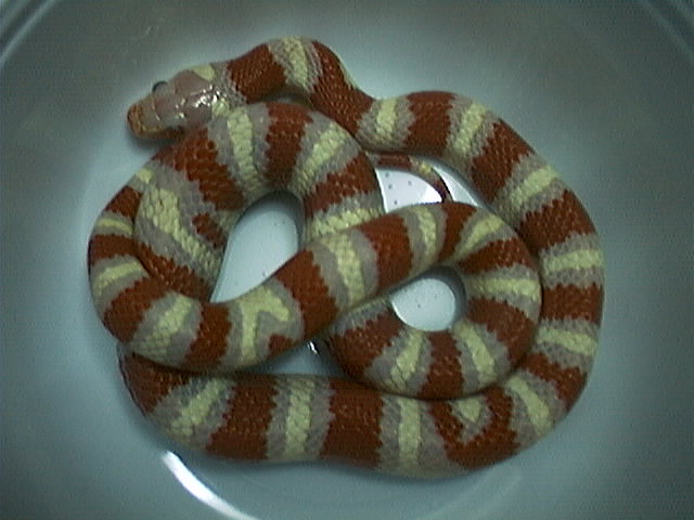 my female albino ruthveni