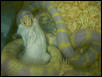 MY ALBINO KING EAT