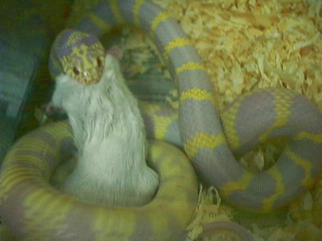 MY ALBINO KING EAT