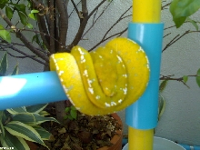 yellow chondro