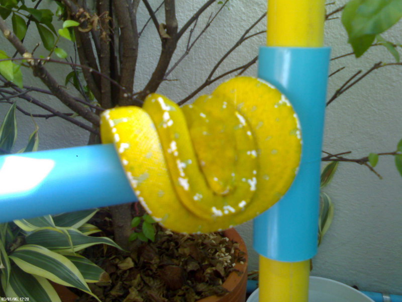 yellow chondro