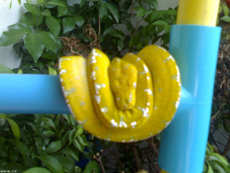 yellow chondro1