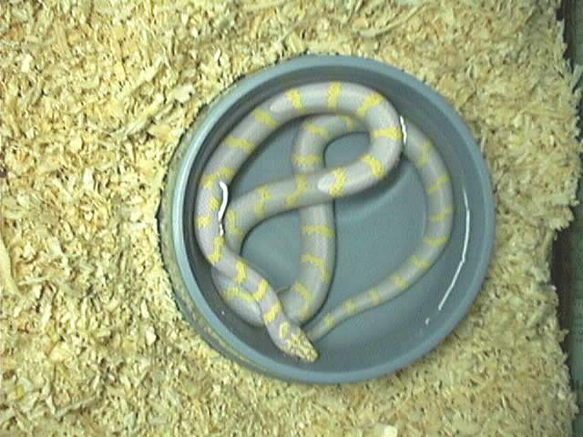 MY ALBINO KING