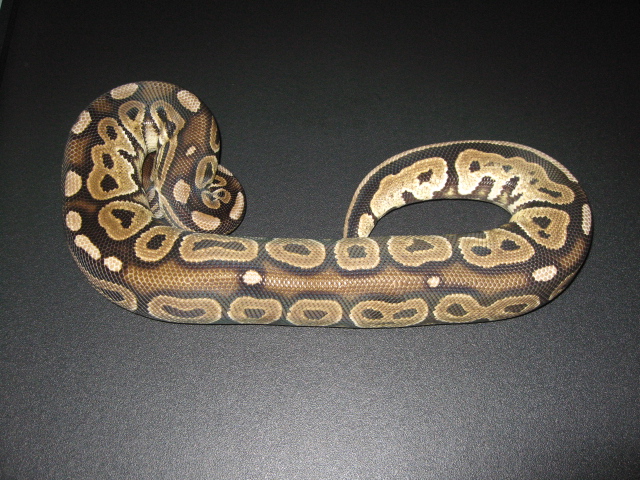 CINNAMON PASTEL