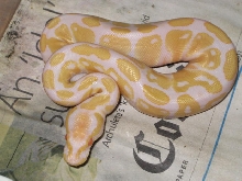 FEMALE ALBINO BALL