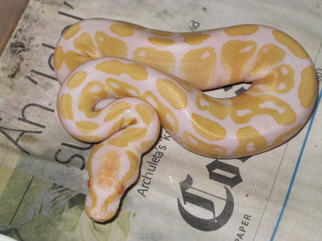FEMALE ALBINO BALL