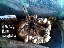 L parahybana