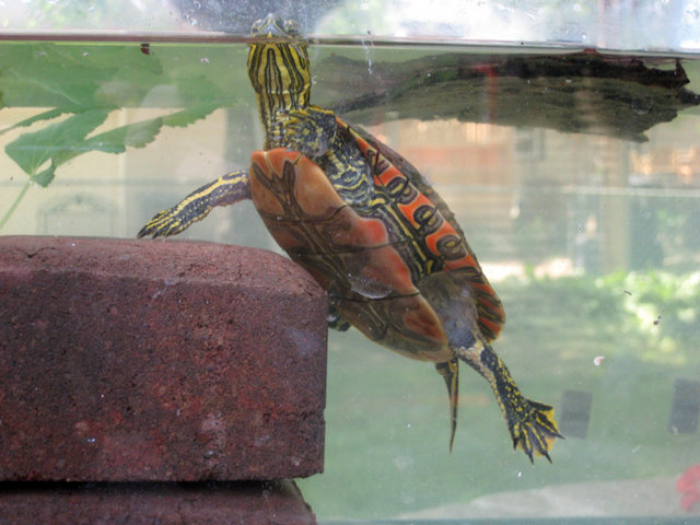 Bucky Floating