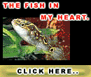 Varieties of Tropical fish