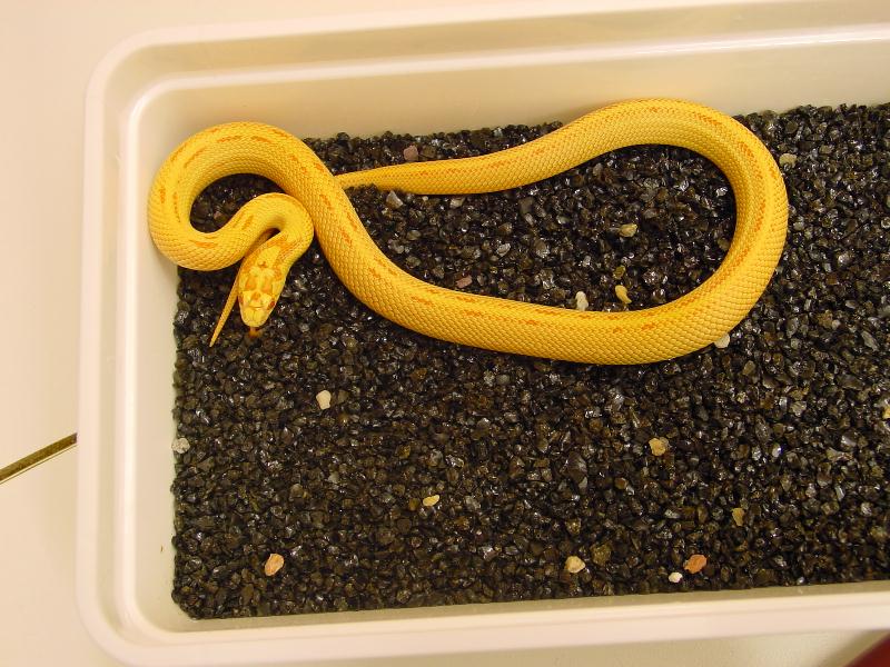 albino junlge