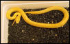 albino junlge