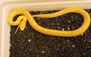 albino junlge