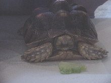 George 01