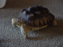 George 03