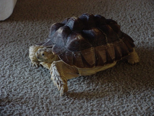 George 03