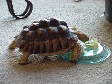 George 11