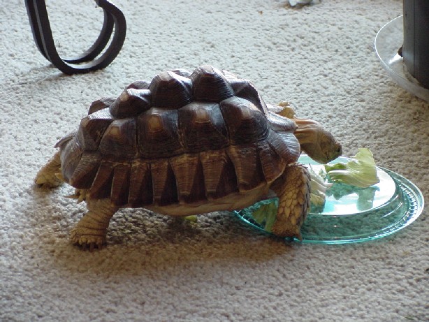 George 11