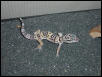 spaz 01