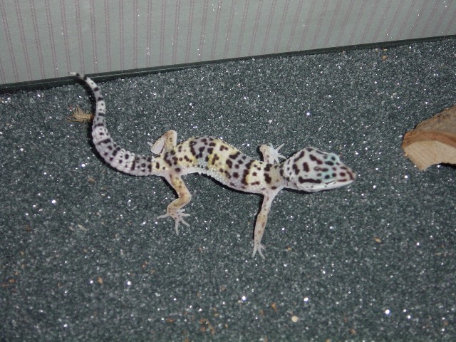 spaz 01