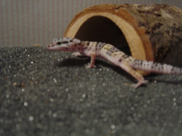 Spaz 04