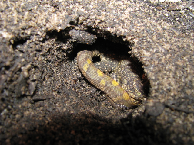 Nile Monitor Burrows