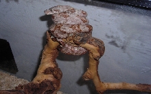 08 Male Hogg Island Boa
