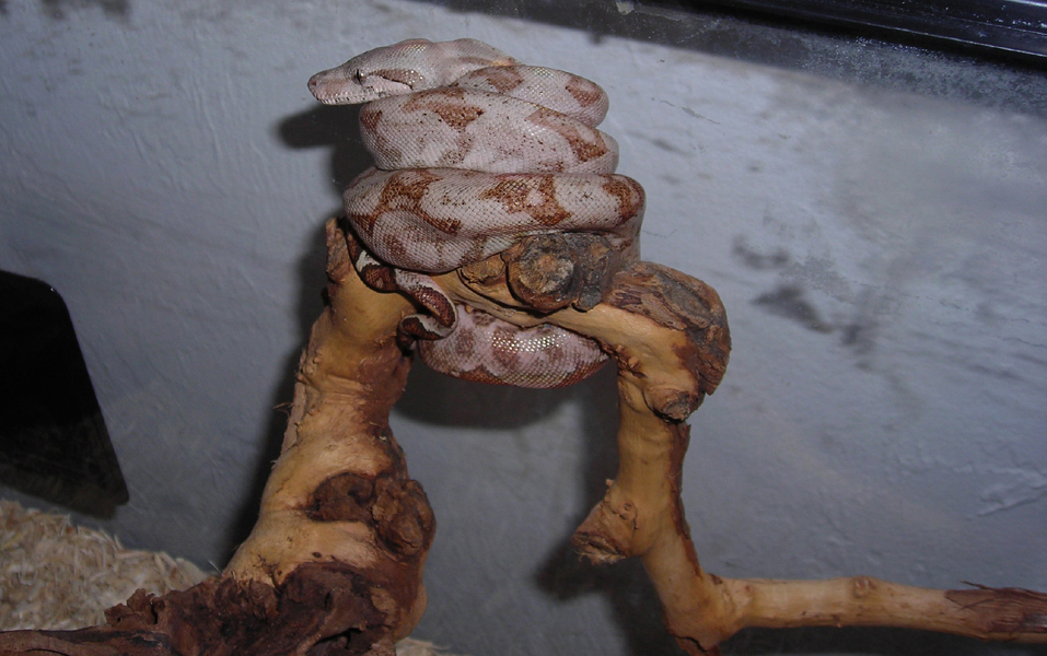 08 Male Hogg Island Boa