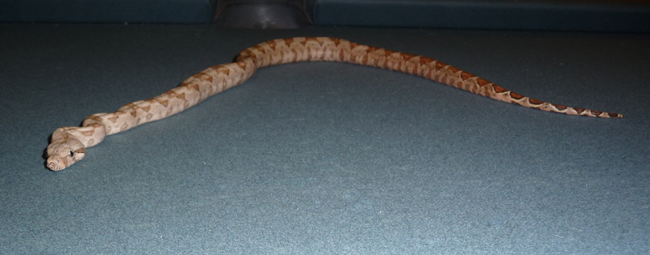 08 Male Hogg Island Boa