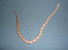 08 Male Hogg Island Boa
